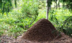 Научные факты о муравьях, которые вас потрясут Строение муравейника для детей