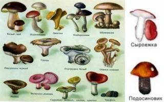 Строение, питание и размножение грибов